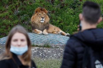 El león está clasificado como