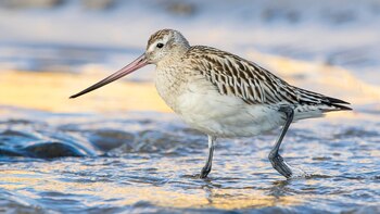 Registraron el vuelo sin escalas