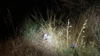 El perro cayó desde un