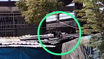 Buscan a una pantera que