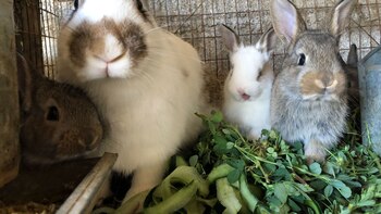 Polémica por la erradicación de