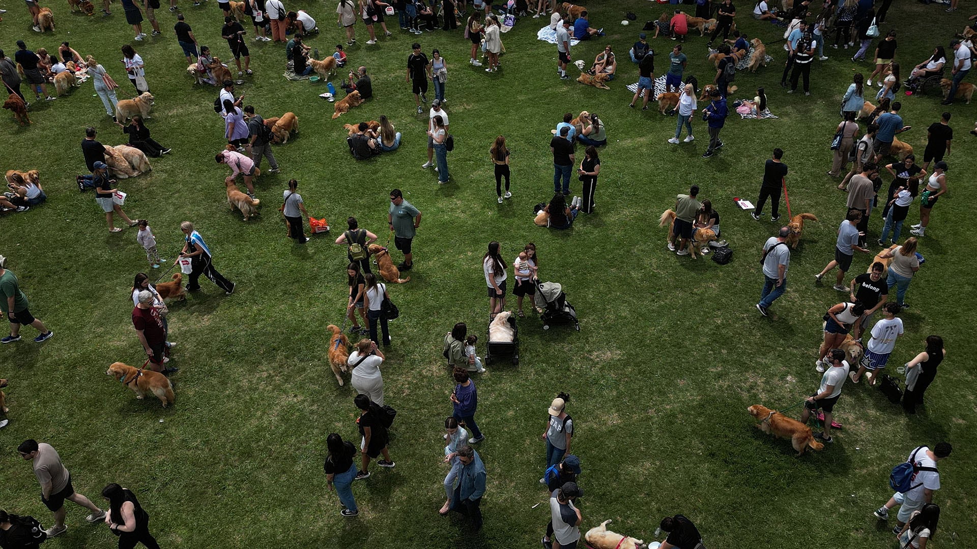 La organización del evento requirió una logística precisa para contabilizar oficialmente a cada uno de los golden retrievers presentes (AP Photo/Natacha Pisarenko)