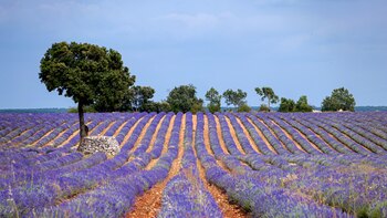 Los campos de lavanda atraen