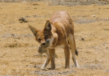 Un lobo etíope de pelaje marrón rojizo y blanco sobre un suelo seco con un roedor gris en el hocico