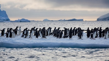 30 años de alimentación de pingüinos, vistos desde un satélite