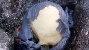 Un cráneo humano fue descubierto