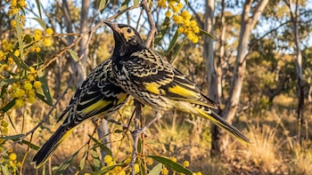 Los mieleros regentes están en peligro de extinción, perdieron su canto y un programa australiano busca devolvérselo