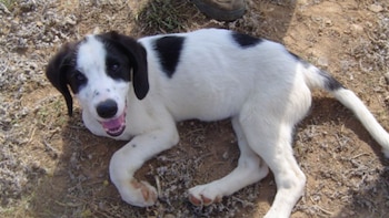 Animales abandonados