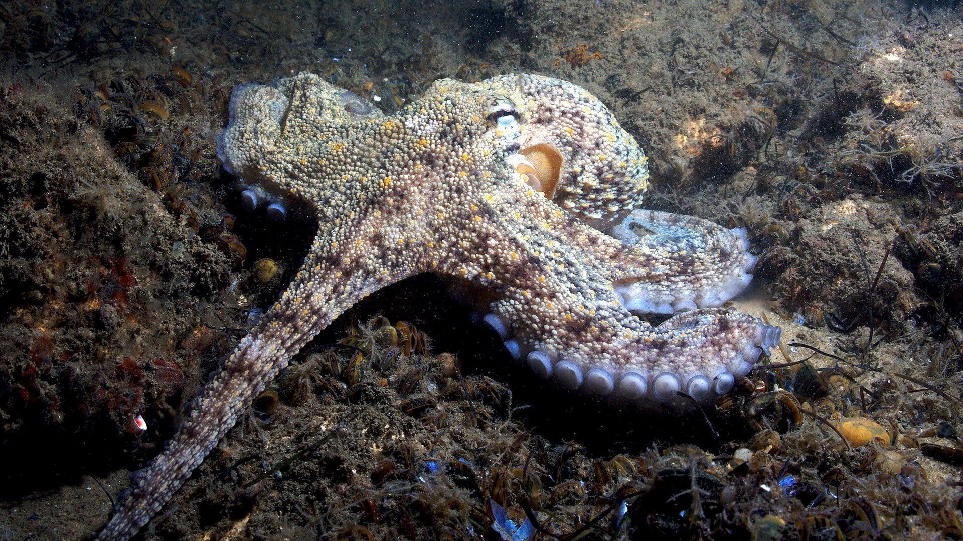 La polémica granja de pulpos de Gran Canaria, a un paso de no ver la luz: “Condenaría a estos animales a vivir hacinados en tanques”