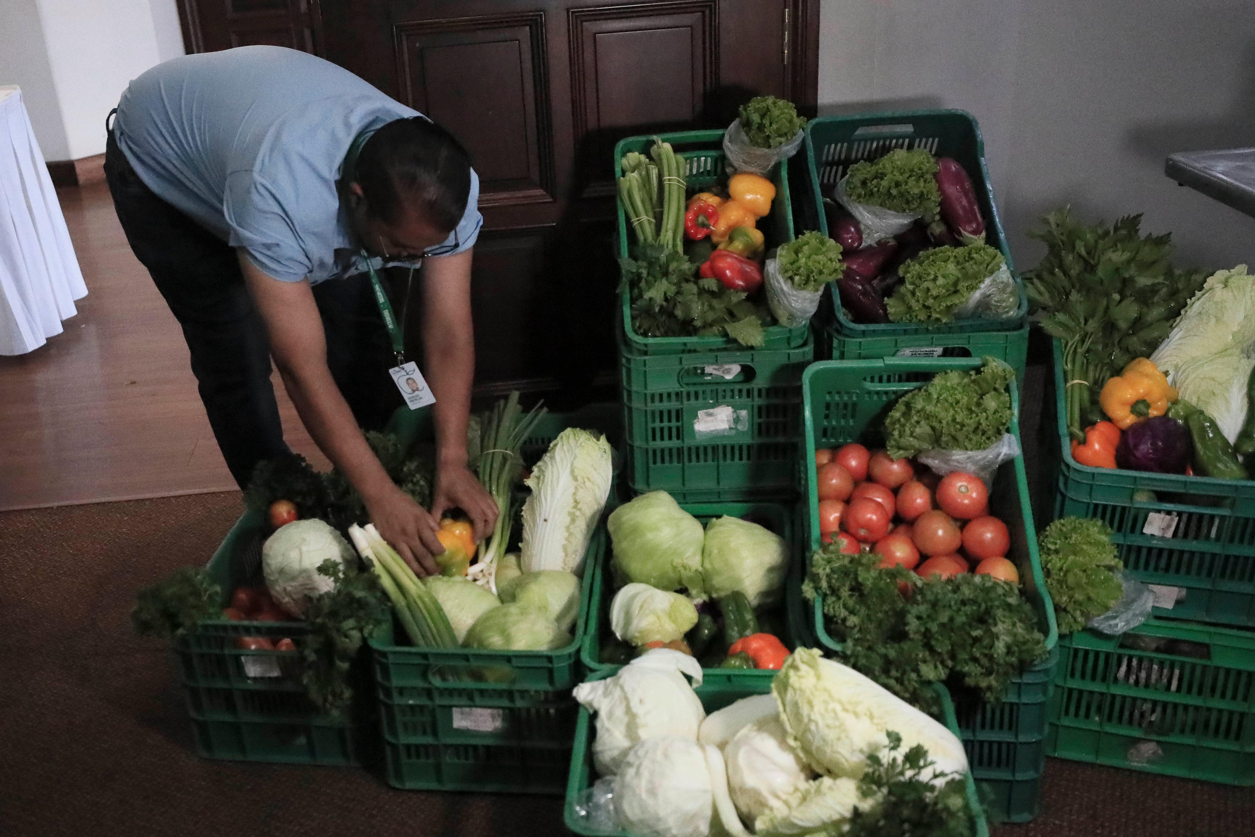 Fotografía de archivo e donde un hombre organiza hortalizas y verduras cultivadas Honduras. EFE/ Gustavo Amador