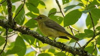 Primer plano de una Piranga escarlata hembra de plumaje amarillo verdoso sentada en una rama cubierta de musgo, rodeada de hojas verdes iluminadas por el sol.