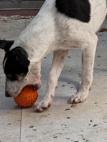 Malena Guinzburg presentó al nuevo