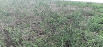 La sequía y el fuego