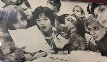 El felino fue fundamental para