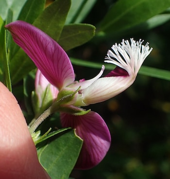 Esta variedad sudafricana destaca por