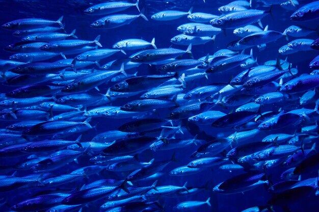 La inteligencia artificial revela que los bancos de peces prefieren la formación en escalera vertical sobre el clásico patrón de diamante (Freepik)