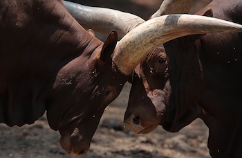 Se reportó el intercambio ilegal