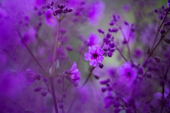 Atacama con flores por lluvias