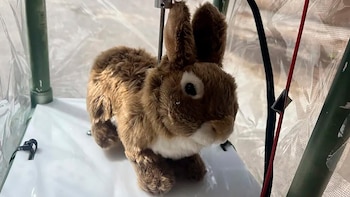 Los conejos robot ayudan a