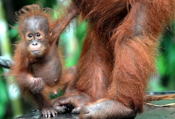 Los orangutanes se encuentran en