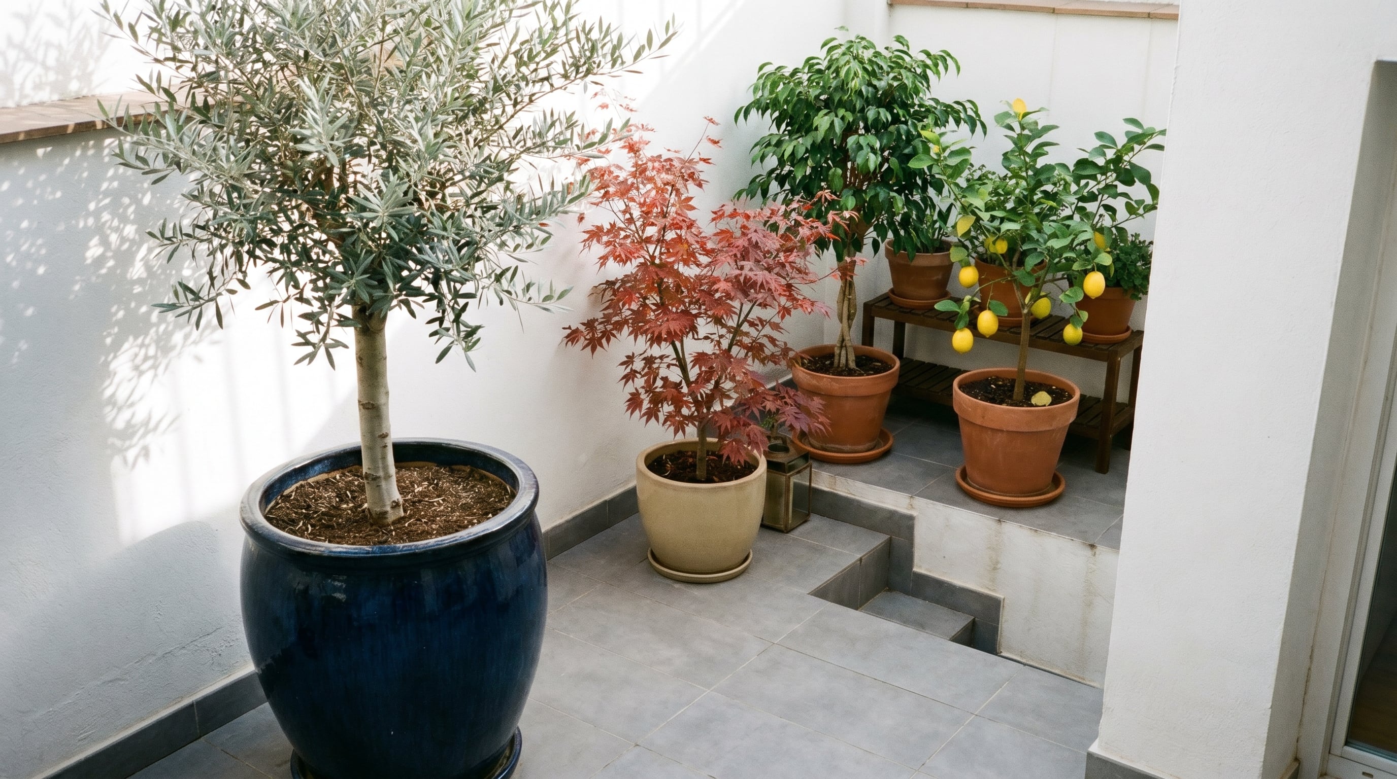 Un pequeño patio urbano presenta una colección de plantas en maceta, incluyendo un olivo, un arce japonés y un limonero Meyer, bañados por la suave luz de la mañana. (Imagen Ilustrativa Infobae)