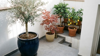 Vista de un patio urbano con baldosas grises y paredes blancas. Muestra un olivo en maceta azul, un arce rojo y un ficus, junto a un limonero con frutos amarillos.