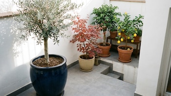 Estos árboles son ideales para maceta y se adaptan a cualquier ambiente, según la IA