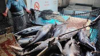 Guatemala: El Ministerio de Agricultura impone veda para la pesca de atún en el Pacífico