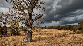 Un roble de hojas amarillas en un campo de hierba seca bajo un cielo gris de tormenta.