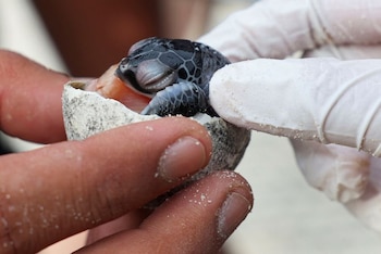 Las crías de las tortugas