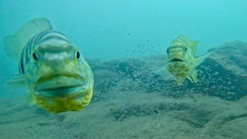 Los cíclidos emperador pueden ser agresivos si detectan un peligro humano hacia sus crías: un hito científico que solo se había detectado en aves y mamíferos