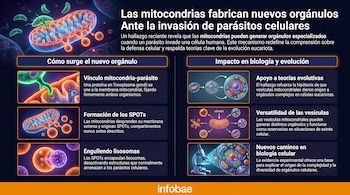 Infografía horizontal que muestra diagramas de mitocondrias y parásitos interactuando, la formación de nuevos orgánulos (SPOTs) y su impacto en la evolución celular.