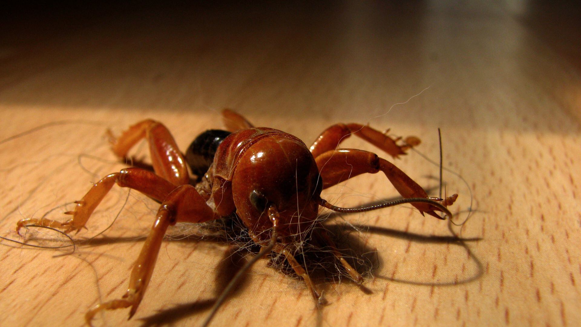 Aunque inofensivos, es recomendable evitar manipular a esta especie. (Flick/José Luis Ruiz)