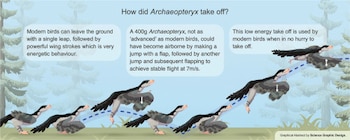 Ilustración en secuencia de un Archaeopteryx que salta y aletea sobre el césped para despegar frente a un fondo de árboles