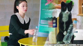 Una gata transformada en elegante