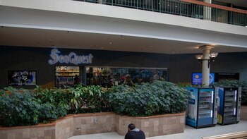 ¿Deberías abrazar a un perezoso?