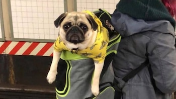 La convivencia entre mascotas y