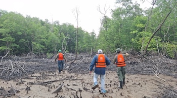 La protección de los manglares es fundamental para la biodiversidad, la protección de las costas y el bienestar de las comunidades que dependen de sus recursos. (MiAmbiente)