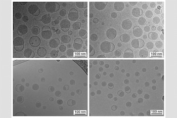 Cuatro imágenes de microscopía electrónica que muestran estructuras esféricas circulares sobre fondo gris con escala de cien nanómetros