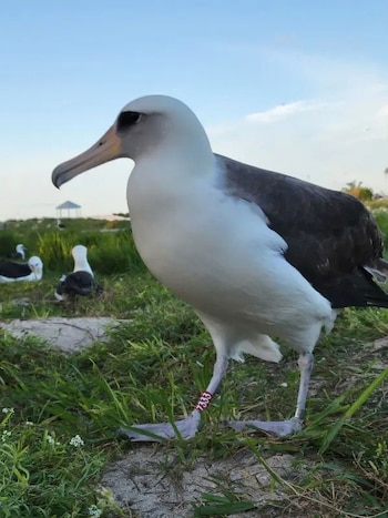 Wisdom vuelve a Midway a los 75 años y mantiene su récord entre las aves silvestres