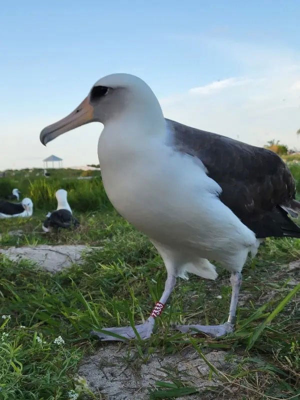 La hembra de albatros de Laysan llamada Wisdom retornó al atolón de Midway en noviembre de 2025 con una edad calculada de al menos 75 años.
