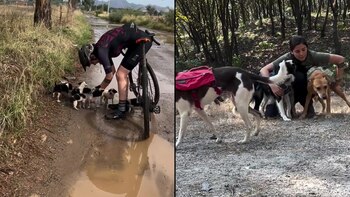Los perros ahora disfrutan de