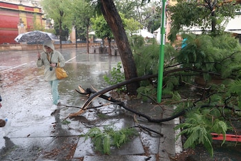 Caída de ramas de árboles en el centro de Sevilla, este domingo durante el temporal. EUROPA PRESS
