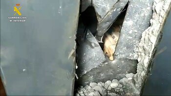 Paquetes de cocaína distribuidos por la organización (Guardia Civil)