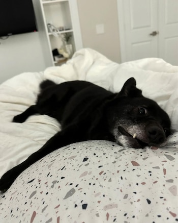 Historias, rescate animal, Perros