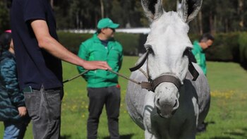Burra víctima de maltrato animal