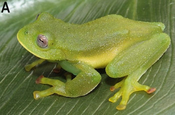 La Centrolene camposi fue nombrada