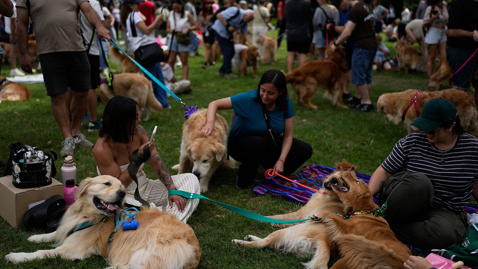 La reunión de 2.397 golden retrievers en los Bosques de Palermo marca un récord histórico en Buenos Aires (AP Photo/Natacha Pisarenko)