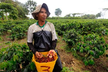 El sector cafetero estaría atravesando una crisis debido a los precios internacionales del producto, el Fenómeno del Niño, entre otros factores - crédito José Miguel Gómez/REUTERS