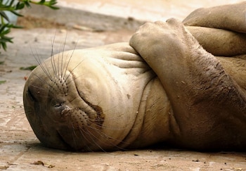 Los vecinos lo bautizaron Kó